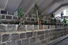 bluestone-wall-plants