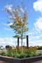 maple-advanced-plant-THUMB