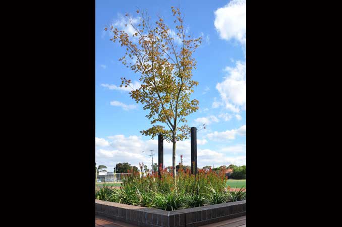 maple-advanced-plant