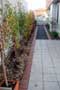 ornamental-pears